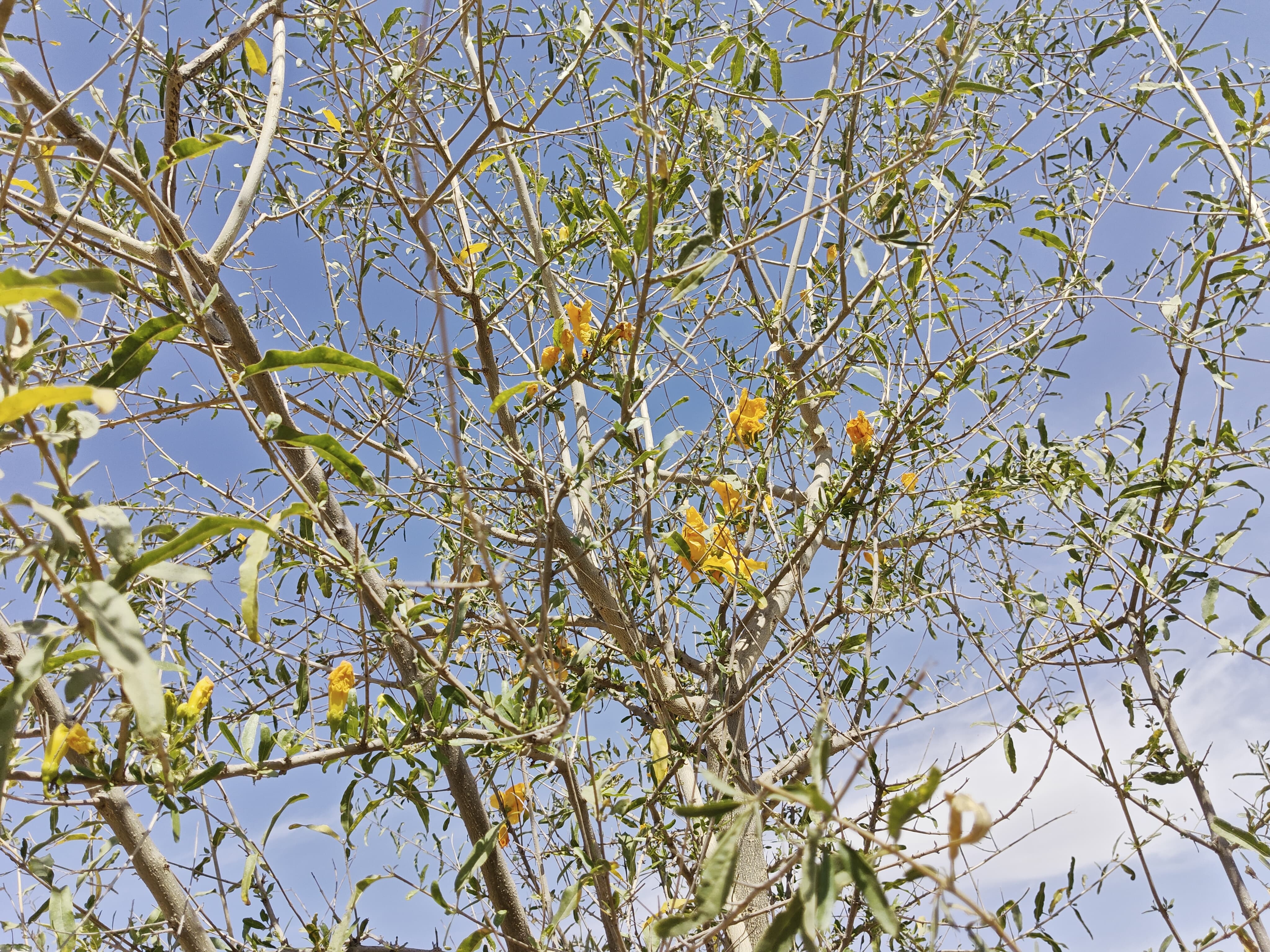 Compensatory Afforestation